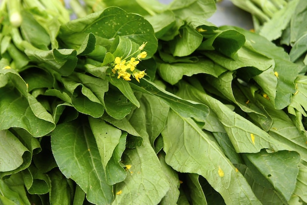 Photo high angle view of green leaves on plant