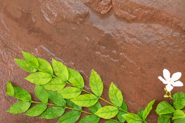 Photo high angle view of green leaves on rock