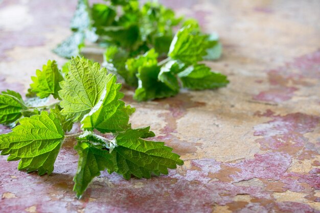 High angle view of green leaves on table