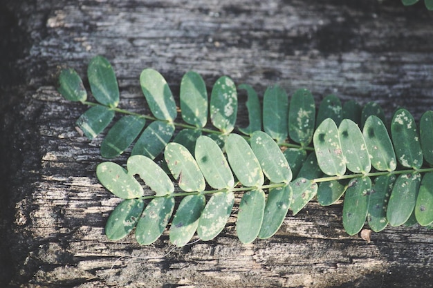 Photo high angle view of green leaves on wood