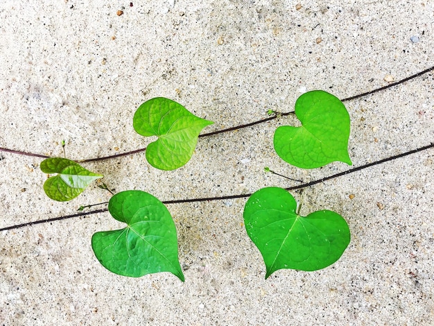 High angle view of green leaves