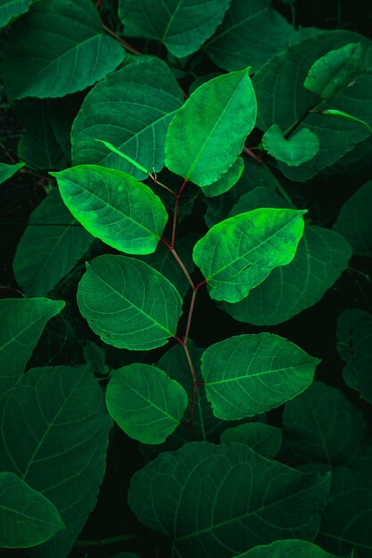 High angle view of green leaves