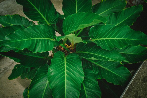 High angle view of green leaves