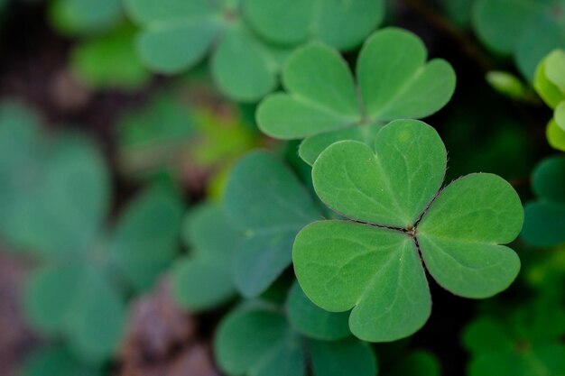 High angle view of green leaves