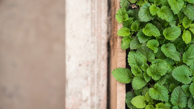 High angle view of green paper mint leaves in greenhouse