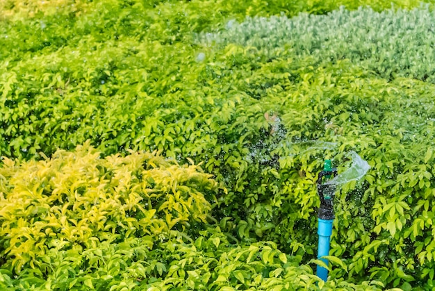 Photo high angle view of green plant growing on land