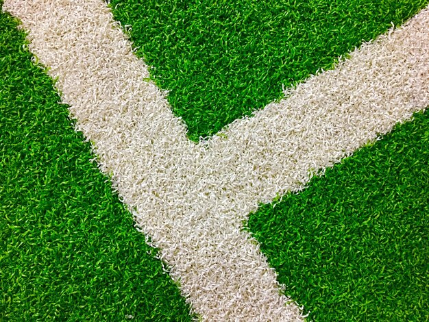 High angle view of green plant on lawn