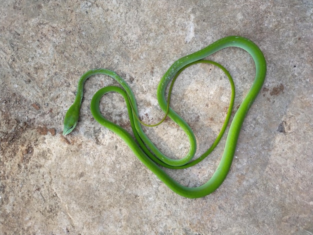 Foto vista ad alta angolazione della pianta verde sulla roccia