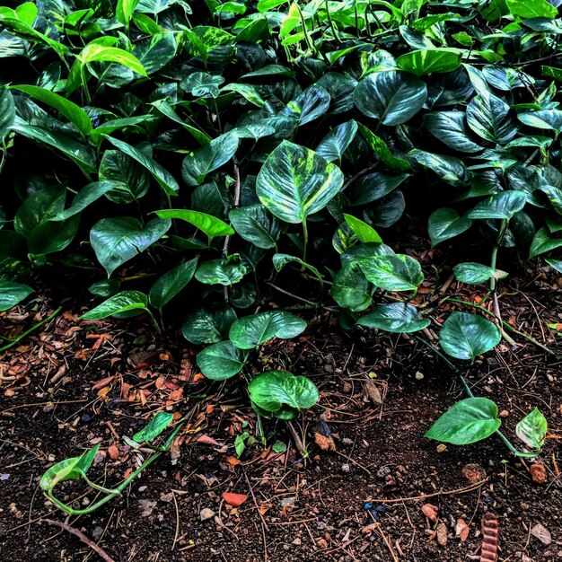 野原で成長する緑の植物の高角度の景色