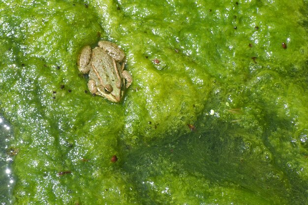 High angle view of green plants in water