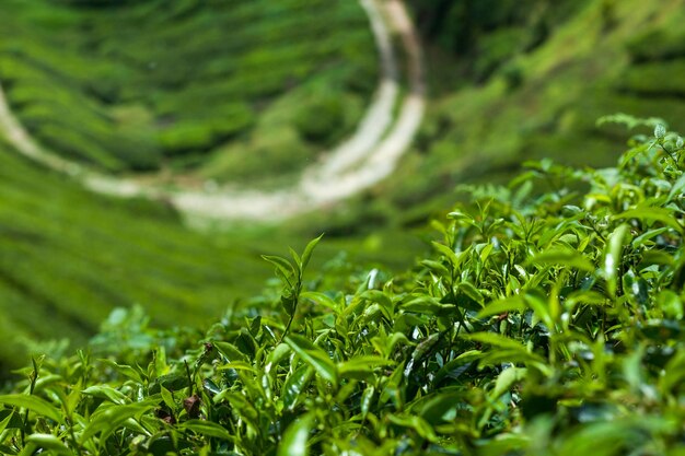 High angle view of green plants