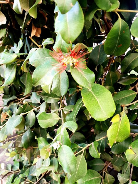 Photo high angle view of green plants