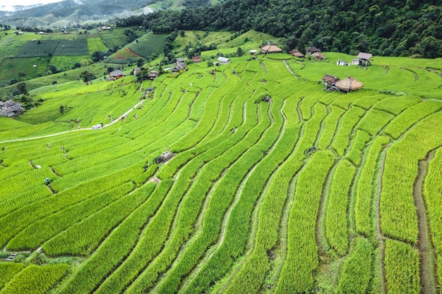 높은 각도 보기 치앙마이의 계단식 녹색 논