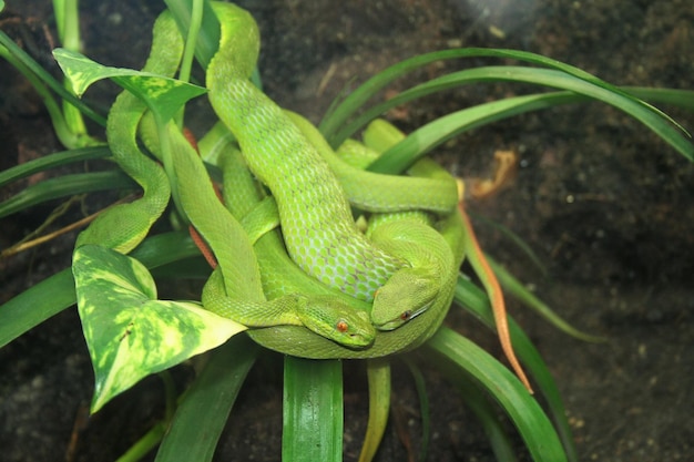 High angle view of green snakes