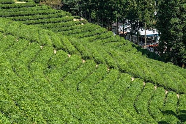 Foto vista ad alto angolo del campo di tè verde