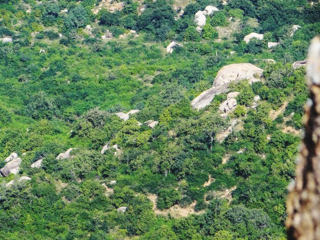 High angle view of green tree on field in forest