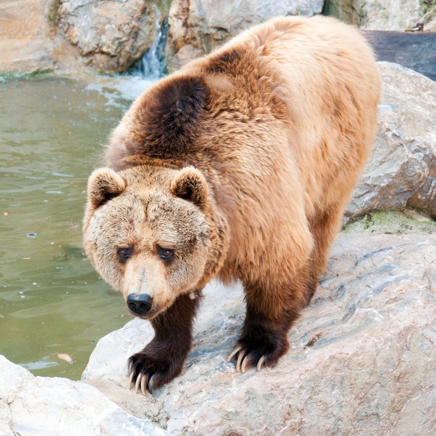 High angle view of grizzly bear on rock at zoo