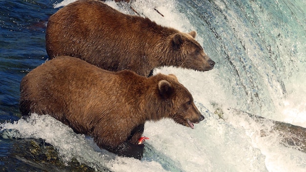 川のグリズリークマの高角度の眺め