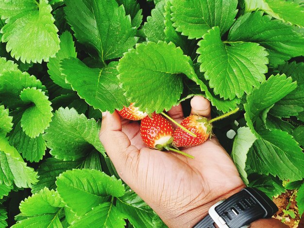 High angle view of hand holding leaves