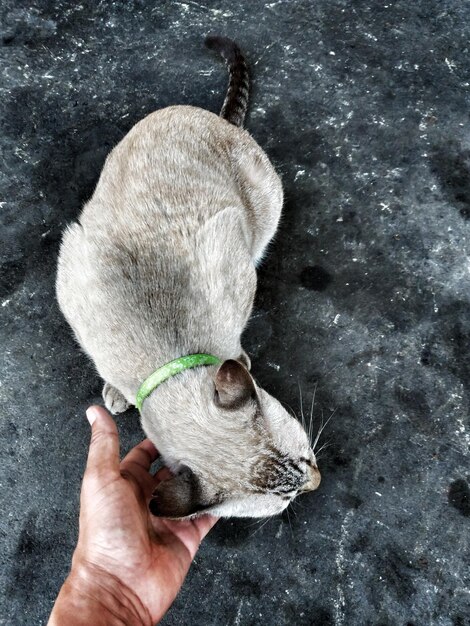 High angle view of hand holding small dog