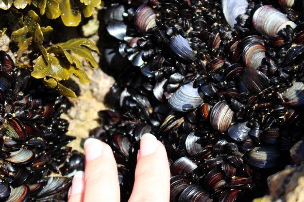 Photo high angle view of hand touching shells