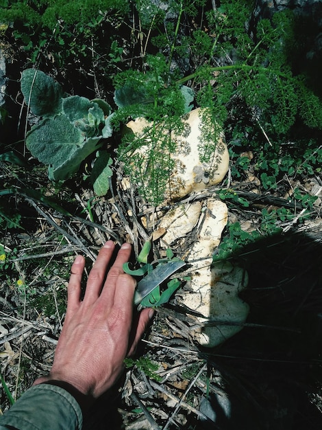 Foto vista ad alta angolazione delle mani nella foresta
