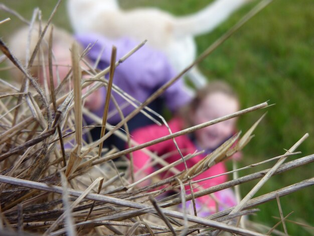 Foto vista ad alta angolazione del fieno con bambini e cane sullo sfondo