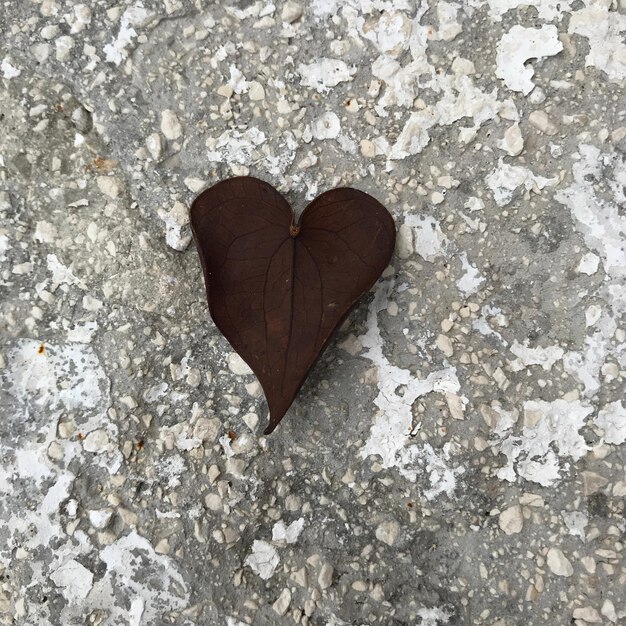 Foto vista ad alto angolo di una foglia a forma di cuore sulla terraferma