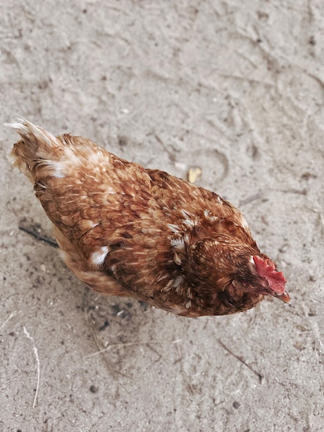 Photo high angle view of hen on land