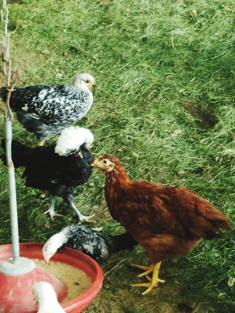 Photo high angle view of hens on field