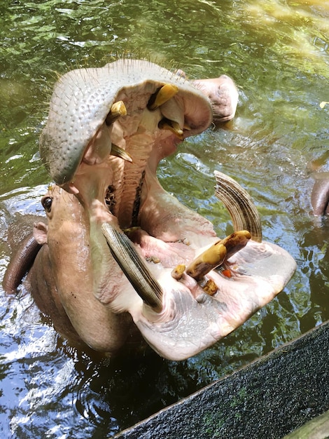 Foto vista ad alto angolo dell'ippopotamo nel lago