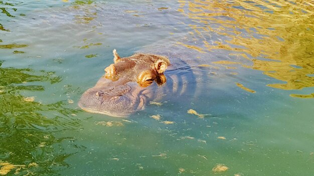 High angle view of hippopotamus swimming in lake