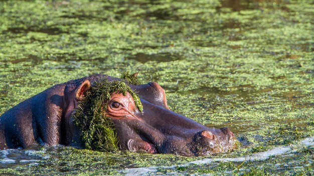 湖で泳いでいるヒポポタムスの高角度の景色