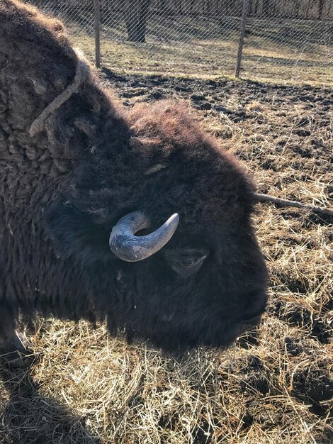 Foto vista ad alta angolazione del pascolo dei cavalli sul campo