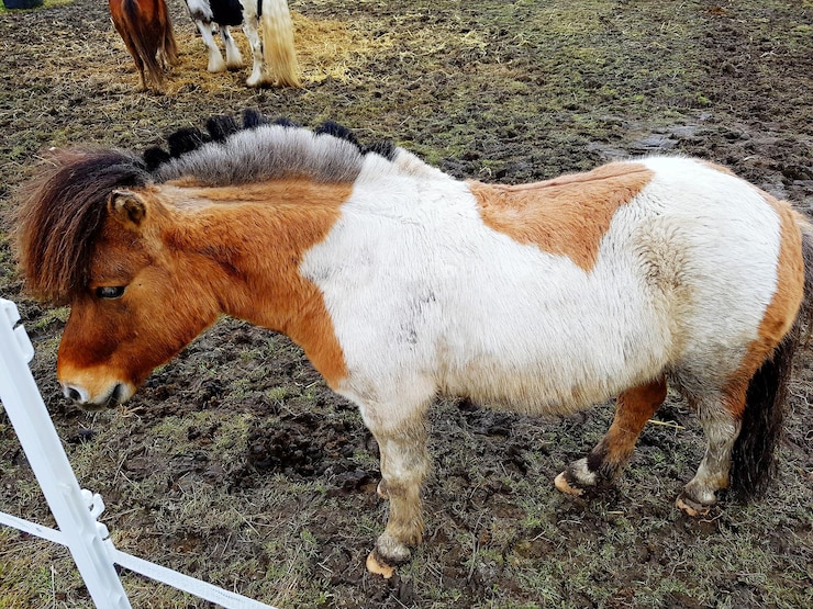 Photo 牧場の馬の高角度の視点