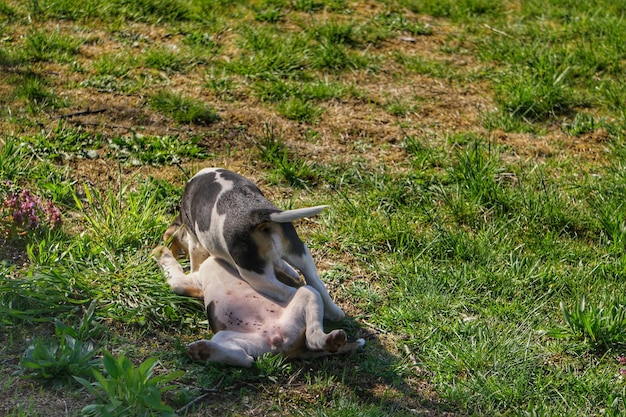 Foto vista ad alta angolazione di un cavallo a riposo sul campo