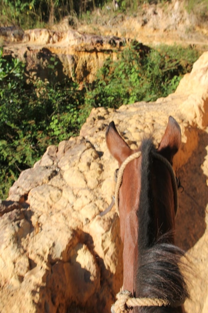 High angle view of horse and rock