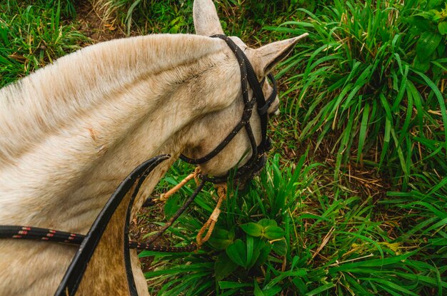 Photo high angle view of horse standing on field