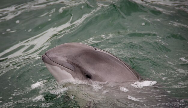 Photo high angle view of horse swimming in sea