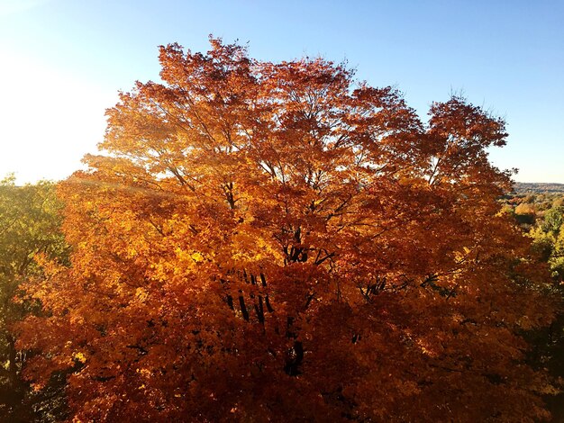 High angle view of huge tree against clear sky