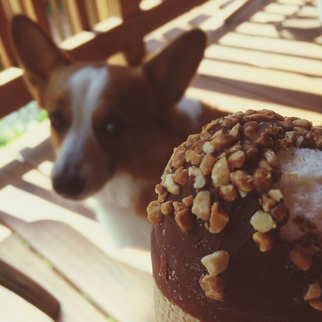 Foto vista ad alta angolazione del gelato contro il pembroke welsh corgi seduto su una panchina