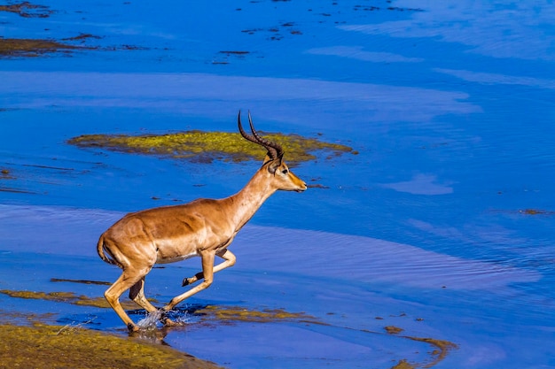 Foto vista ad alta angolazione di un impala che salta nel lago