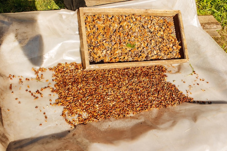 High angle view of insect in container