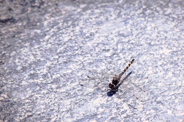 Photo high angle view of insect dragonfly on the ground