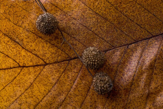 High angle view of insect on dry leaf