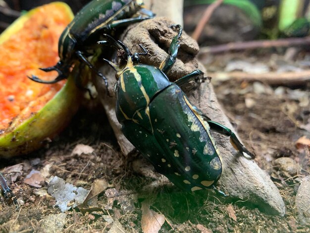 フィールド上の昆虫の高角度の視点