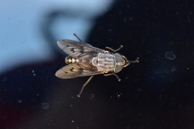 Photo high angle view of insect on glass