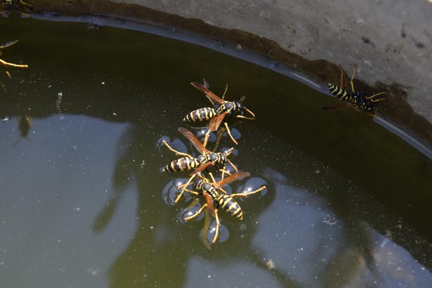 High angle view of insect on lake