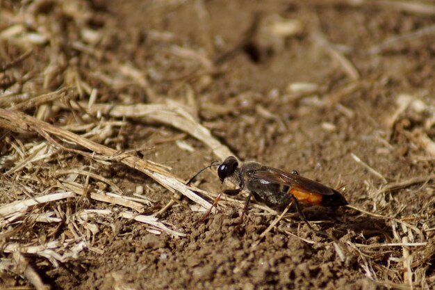 High angle view of insect on land