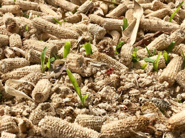 High angle view of insect on land